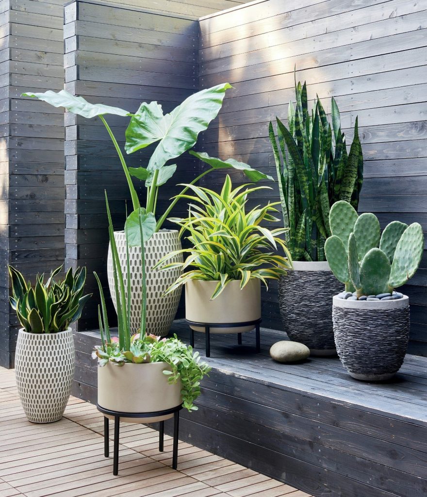 How to Choose the Best Outdoor Green Plants
